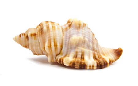 Seashell in close-up isolated on a white backgroundの写真素材