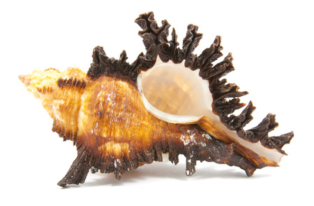 Seashell in close-up isolated on a white background