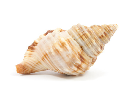 Seashell in close-up isolated on a white backgroundの写真素材