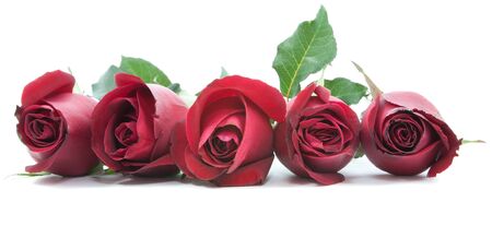 red roses isolated on white backgroundの写真素材