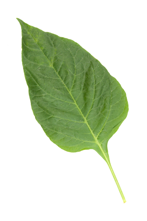 pepper leaf isolated on whiteの写真素材