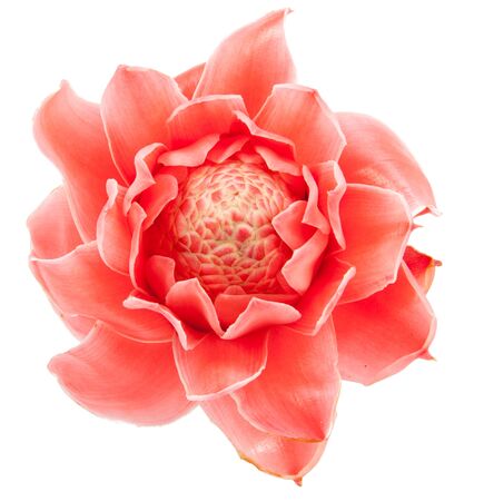 closeup pink torch ginger flower etlingera elatior on white backgroundの写真素材