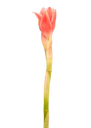 closeup pink torch ginger flower, etlingera elatior on white background