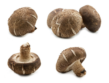 Collection Fresh shiitake mushroom isolated on white backgroundの写真素材