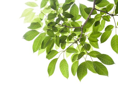 green leafs isolated on white backgroundの写真素材