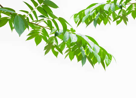green leafs isolated on white backgroundの写真素材