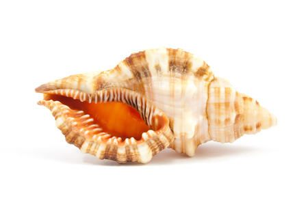 Seashell in close-up isolated on a white backgroundの写真素材