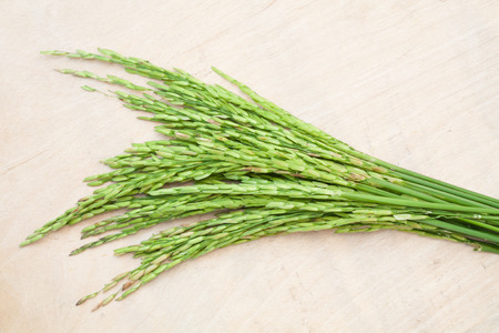 green spike on wood backgroundの写真素材