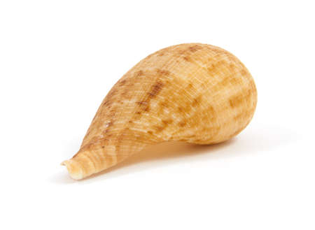 Seashell in close-up isolated on a white background