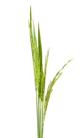 green spike  rice Isolated on white Backgroundの写真素材