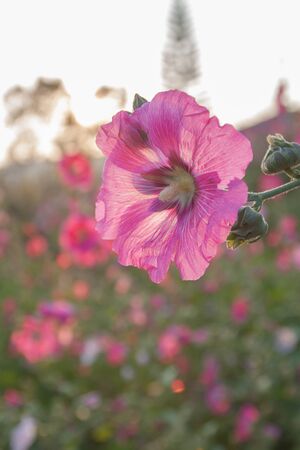 flowers in the garden flowers holly hock hollyhock pink sun set