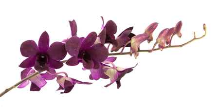 purple streaked orchid flower isolatedの写真素材