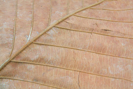 Dry leaf texture for pattern backgroundの写真素材