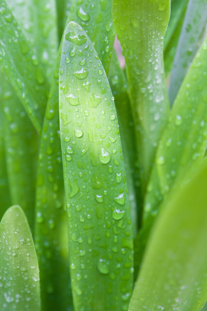 dewy leaves green naturalの写真素材