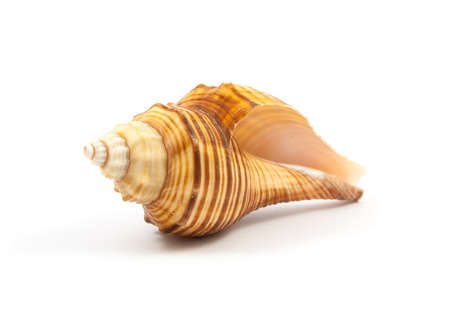 Seashell in close-up isolated on a white background