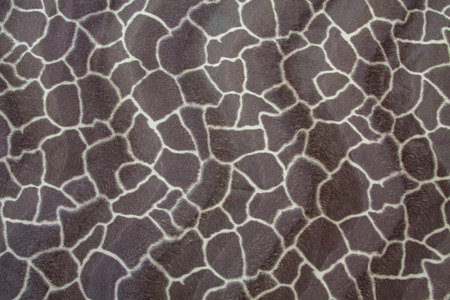 texture of giraffe pattern skin backgroundの写真素材