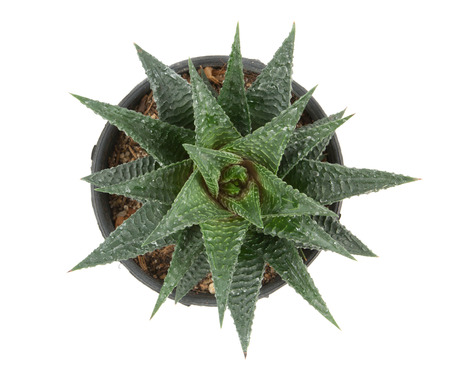 haworthia limifolia isolate on white backgroundの写真素材
