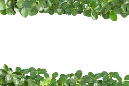 top green leaves isolate on a white backgroundの写真素材