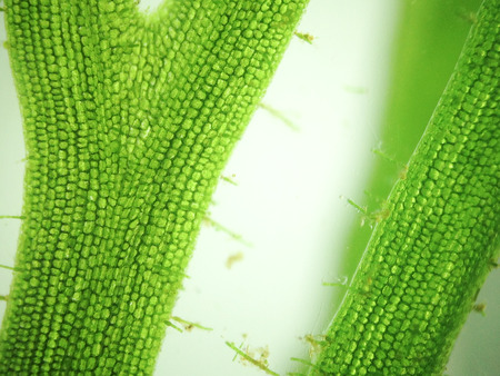zoom microorganism algae