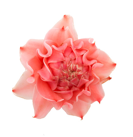 closeup pink torch ginger flower etlingera elatiorの写真素材