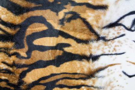 texture of tiger skin backgroundの写真素材