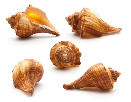 Collection sea shell isolated on white backgroundの写真素材