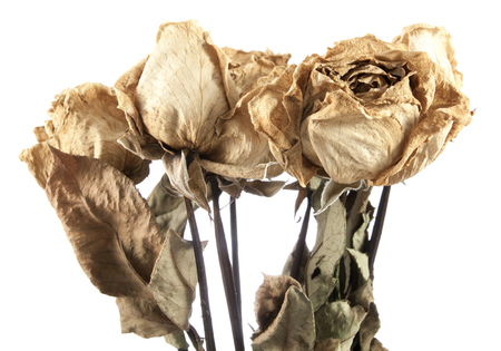 dried rose isolate on whiteの写真素材