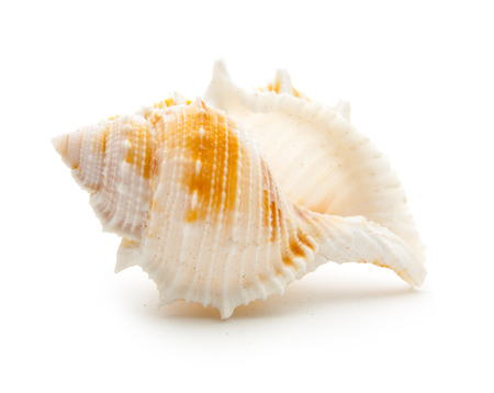 sea shell isolated on white backgroundの写真素材
