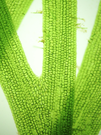 macro zoom cell microorganism algaeの写真素材