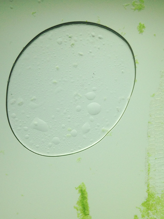 beautiful macro zoom microorganism algae