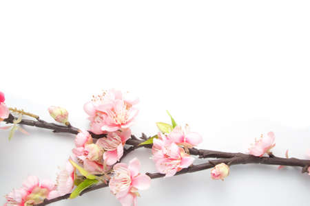 Fake sakura blossom on white background.の写真素材