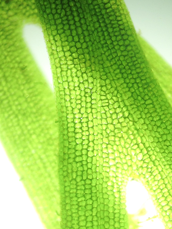 Beautiful zoom microorganism algae cellの写真素材