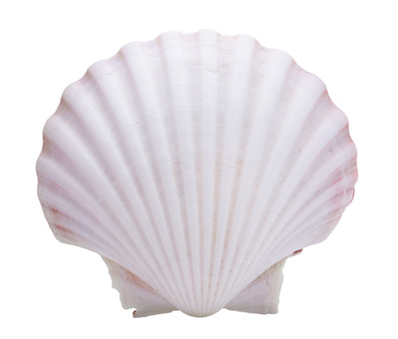 clam mollusc shells isolated on white background