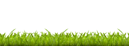 green grass on white backgroundの写真素材