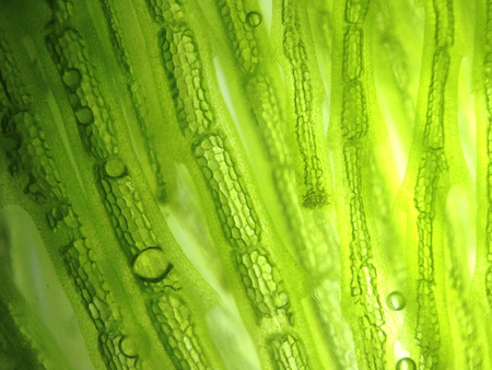 Beautiful zoom microorganism algae cellの写真素材