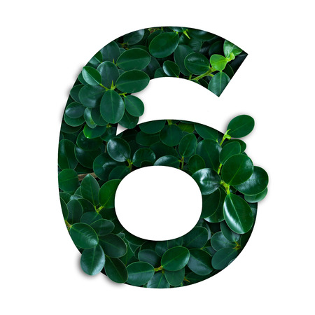 Nature concept alphabet of green leaves in number six shapeの写真素材