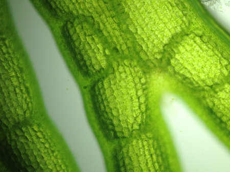 Beautiful zoom microorganism algae cellの写真素材