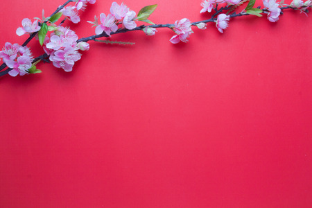 Pink plum blossom on red background.の写真素材