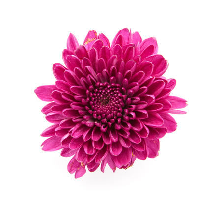 purple flower isolated on white backgroundの写真素材