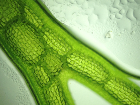 Beautiful zoom microorganism algae cell
