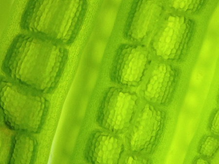 Beautiful zoom microorganism algae cellの写真素材