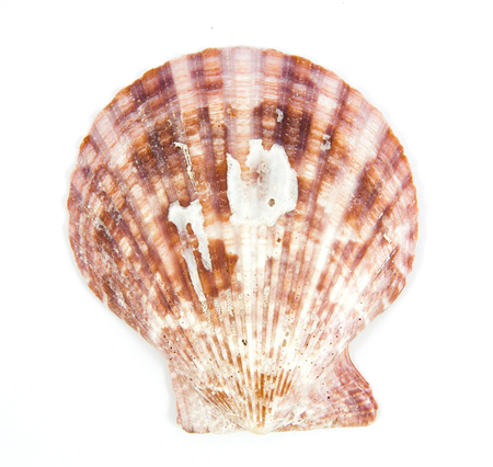 shell see pectinidae on the white background