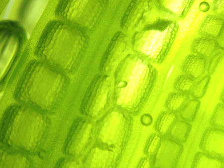 Beautiful zoom microorganism algae cellの写真素材