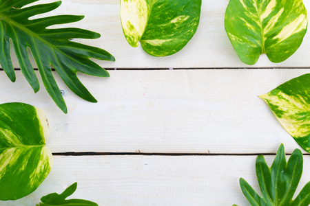 tropical jungle leaves on wood background