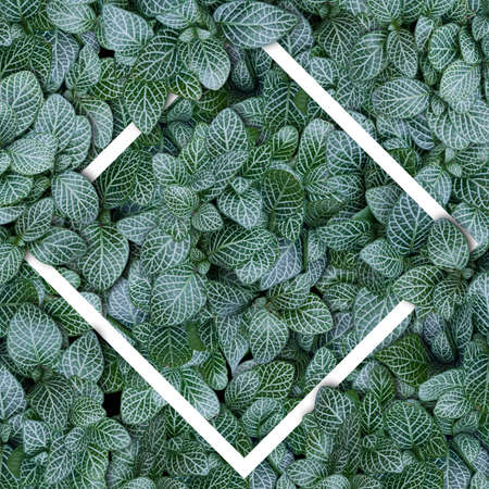 Nature layout made of tropical leaves with paper card note flat lay summerの写真素材