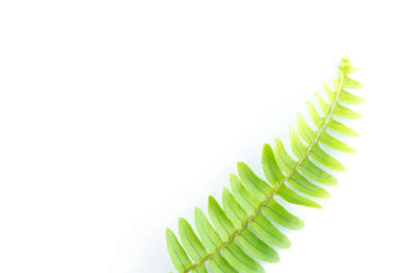 green leaves of fern isolated on white backgroundの写真素材