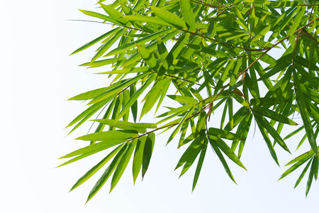 green bamboo leaves isolated on white backgroundの写真素材