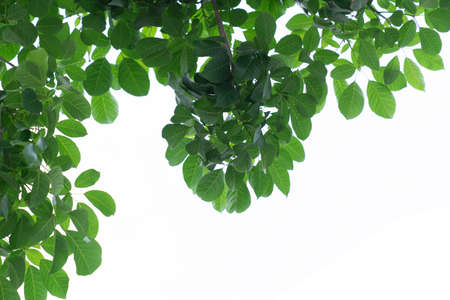 green leaves isolated on white background