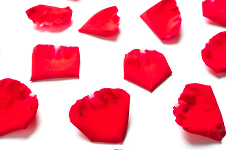 Red rose petals on white background