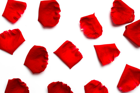 Red rose petals on white backgroundの写真素材